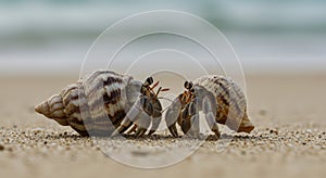 Two hermit crabs on sandy beach