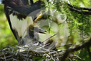 Two Heron Chicks