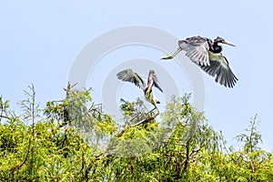 two herons fighting in a tree