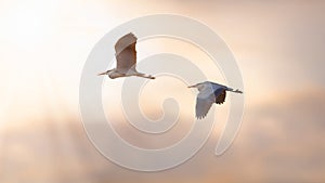 Two Herons in Flight at Sunset