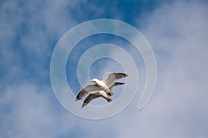 Two Herring gulls in flight. Seagulls.Good composition and symmetry.