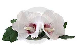 Two hibiscus