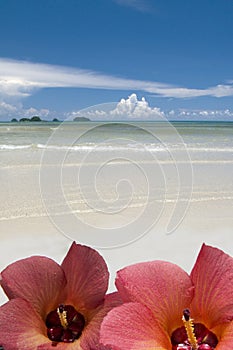 Two hibiscus on beach