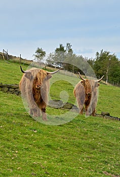 Two Highland Cattle Bulls