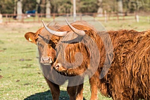 Two Highland cattles  with a very long tuft of reddish brown  hair on a cattle ranch