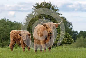 Two highland cows standing in field staring at camera