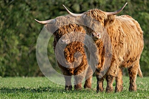 Two Highland cows standing  in field staring at the camera