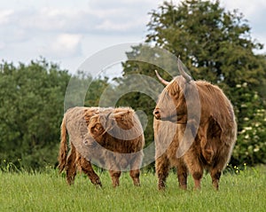 Two Highland cows standing in field staring to the left