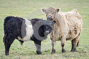 Two highland cows standing in green field