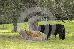 Two highland cows by a tree