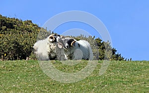 Two Highland Rams Sheep in field in Ireland