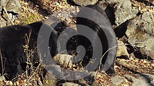 Two Himalayan black bears look for something in Primorsky Safari Park, Russia