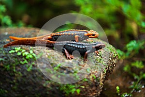 Two Himalayan newt on the stone in primeval tropical forest