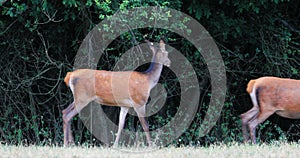 The two hinds stare calmly at the camera