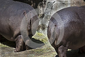 Two Hippo Butts