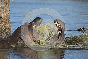 Two hippo fighting in water near a tree in Kruger Park South Africa