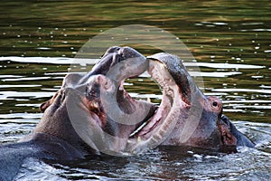 Two hippo's fighting