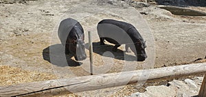 Two hippopotami (hippopotamus amphibius) in a zoo on a sunny day