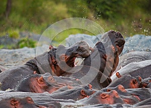 Two hippopotamus fighting with each other. Botswana. Okavango Delta.