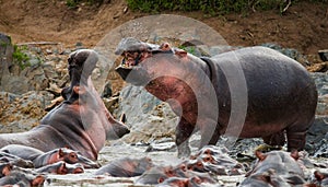 Two hippopotamus fighting with each other. Botswana. Okavango Delta.