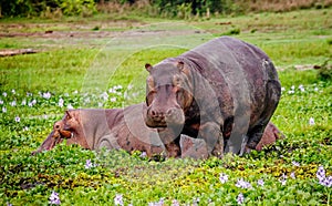 Two Hippopotamus in savannah of Murchison Falls, Uganda