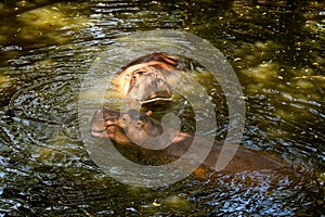 Two Hippopotamus in water