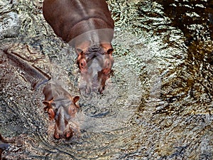 two hippopotamus in the water in the zoo