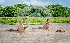 Two Hippopotamus in the waters of Murchison Falls, Uganda