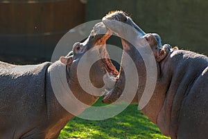 Two	hippopotamuses with open mouths whose mouth is bigger. Small hippopotamuses fight. Animal care. Funny vegetarian wild animals