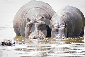 Two hippos dozing side by side in a muddy lake