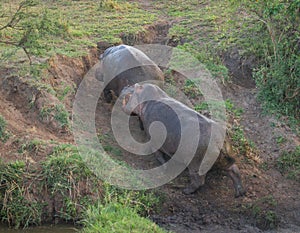 Two hippos fighting in Masai Mara, Kenya