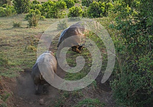 Two hippos fighting in Masai Mara, Kenya