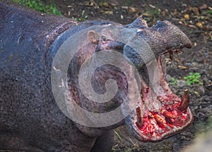 Two hippos fighting to blood in Masai Mara, Kenya