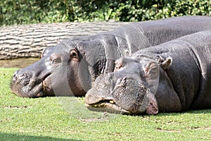 two hippos lie on the lawn to rest.