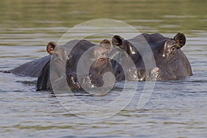 Two hippos looking above water