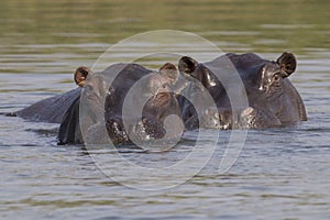 Two hippos looking above water