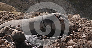 Two hippos lying in a puddle of mud, turnning their heads in a hot day, slow motion 120 fps