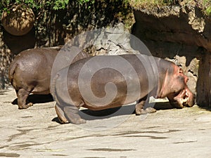 Two Hippos in the Sun