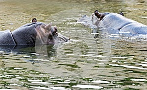 Two hippos in water