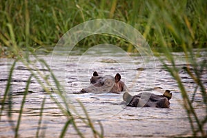 Two hippos in the Zambeze river