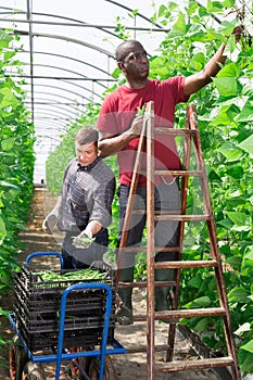 Two hired workers harvest green beans in greenhouse