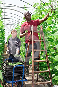 Two hired workers harvest green beans in greenhouse