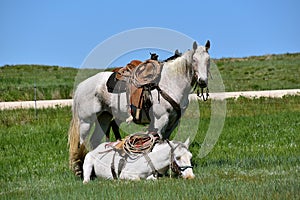 Two hobbled horse in a roundup and branding photo