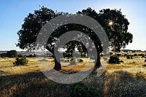 Two holm oaks tree backlit on hot summer day and blue sky,