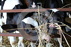 Two holstein calves munch on hay photo