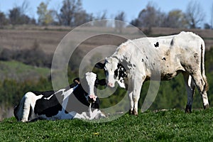 Two Holstein cows in pasture