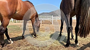 Two Holsteiner Horses grazing on a meadow in sunny day.