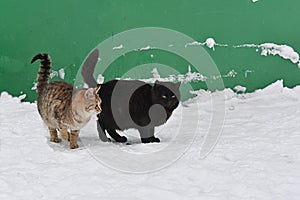 two homeless cats black and gray in a winter park on the snow against the backdrop of a green garage. Stray cats concept