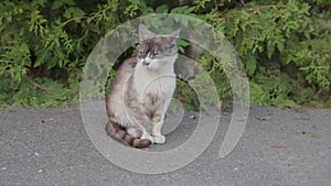 Two homeless cats look around, one of the cats is hiding in the bushes.