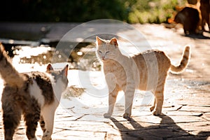 Two homeless cats staring at each other